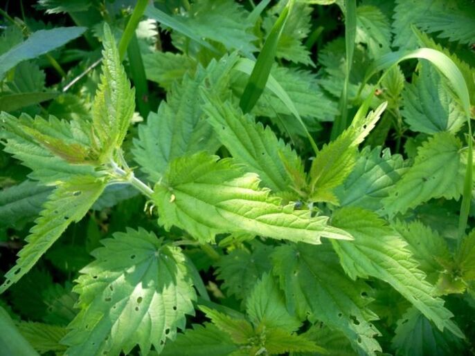 Kopriva je učinkovito zdravilo za zdravljenje krčnih žil v zgodnjih fazah